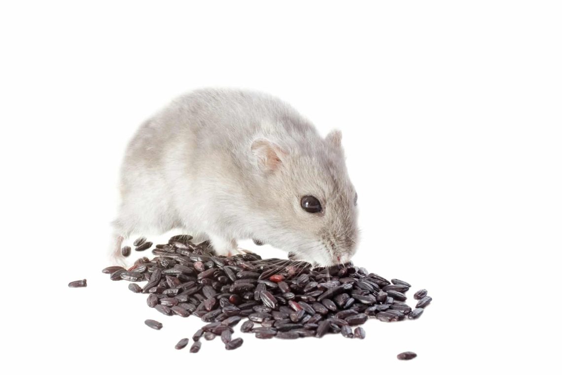 Que choisir entre poisons raticides et pièges à rat ?